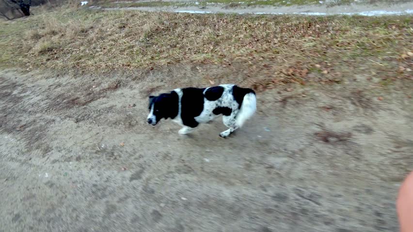 Aggressive dog attacks cyclist. Black and white dog lunges at bike handlebar during ride. Unexpected animal encounter in nature. Danger and conflict between human and animal outdoors. Angry dogs