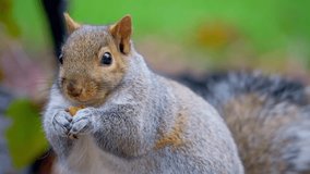 Cute Squirrel Eating a Pumpkin - Powered by Shutterstock - Get 15% off with code: PIKWIZARD15