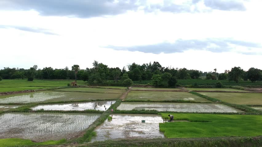 Scenic footage of rice fields in Kratie Cambodia with flooded paddies farmers working in water green crops under cloudy sky rural atmosphere showing traditional farming in Southeast Asia