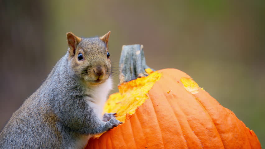 Cute Squirrel Eating a Pumpkin