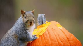 Cute Squirrel Eating a Pumpkin - Powered by Shutterstock - Get 15% off with code: PIKWIZARD15