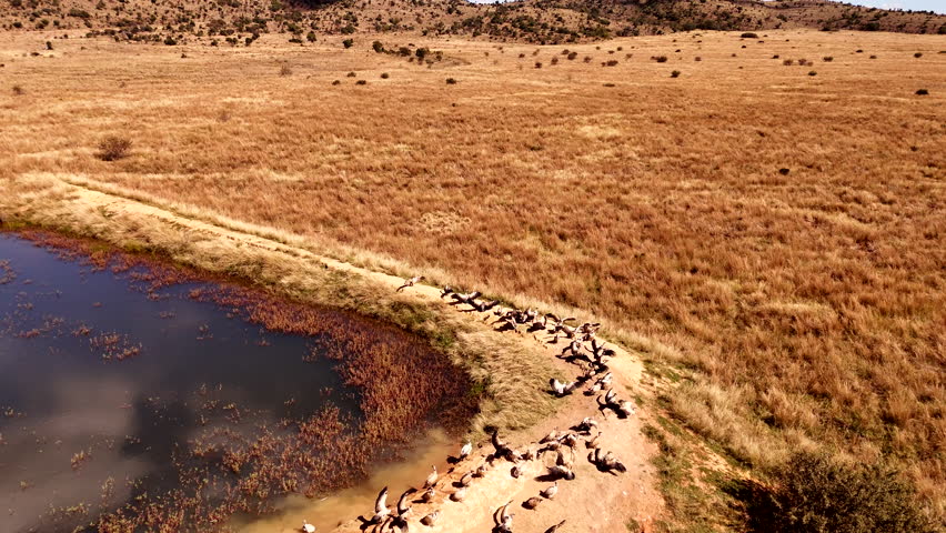 Endangered vultures sunbathing on dam wall in dry landscape, overhead aerial