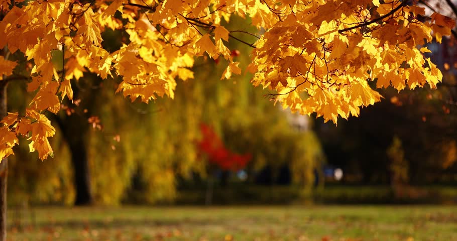 Falling leaves on green grass close-up