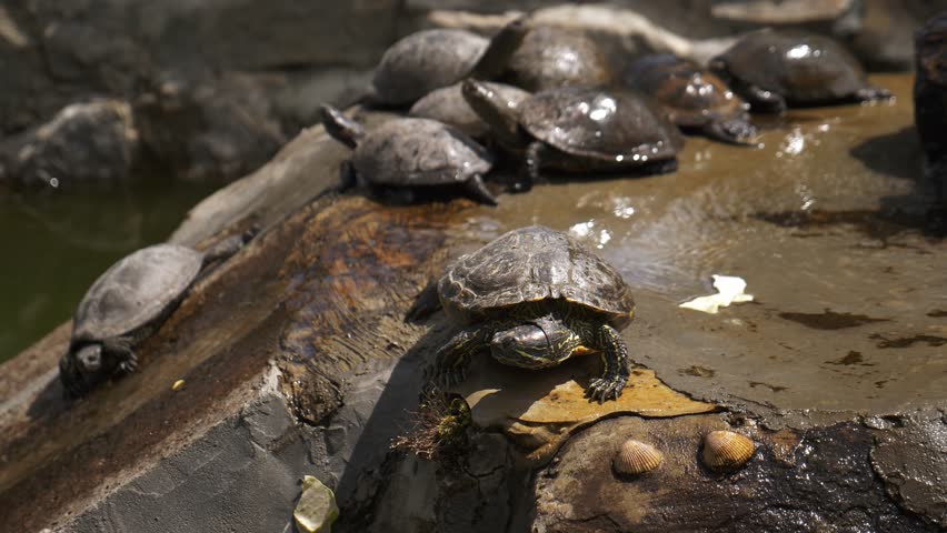 Freshwater or sea turtles resting on rocks in the shade under a waterfall on a sunny day. Zoo, nature reserve, wildlife or conservation area.