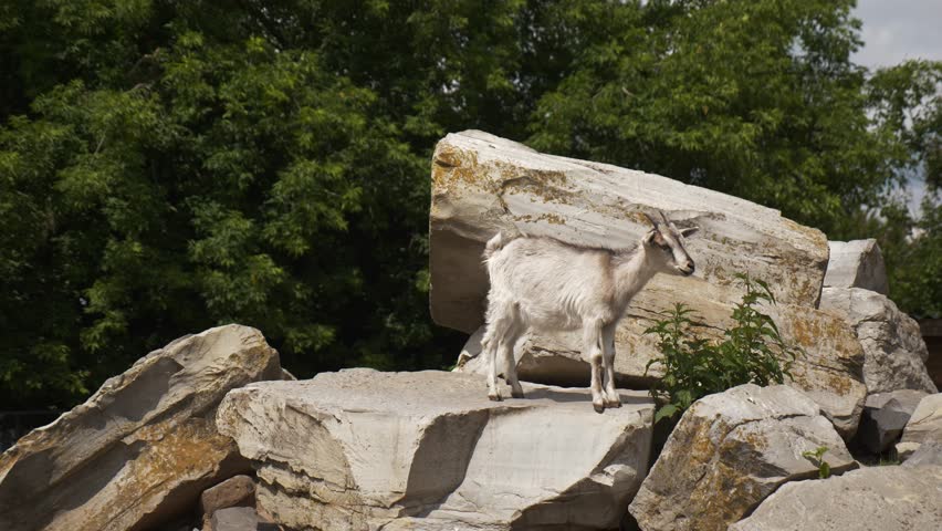 Mountain goat standing on rocks of cliff. Wild goat in natural conditions. Zoo, wildlife reserve or conservation area.