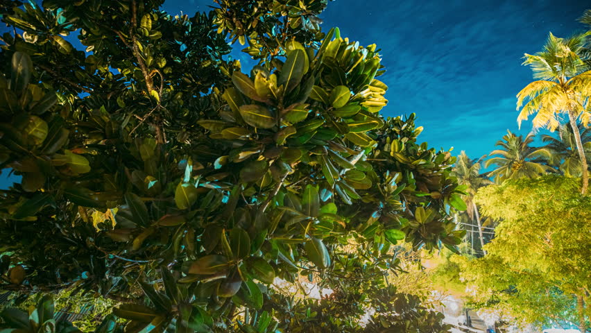 Cloudy Night Starry Sky Glowing Stars above tropical Trees. Time Lapse. Greenery lush and blue colors sky. tropical paradise and resort. Sky Stars Above Crowns Of Magnolia Tree. Night Natural Starry