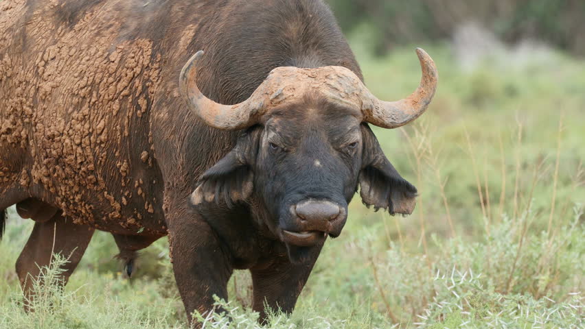 Portrait of a large African buffalo (Syncerus caffer) bull standing in natural habitat, Mokala National Park, South Africa