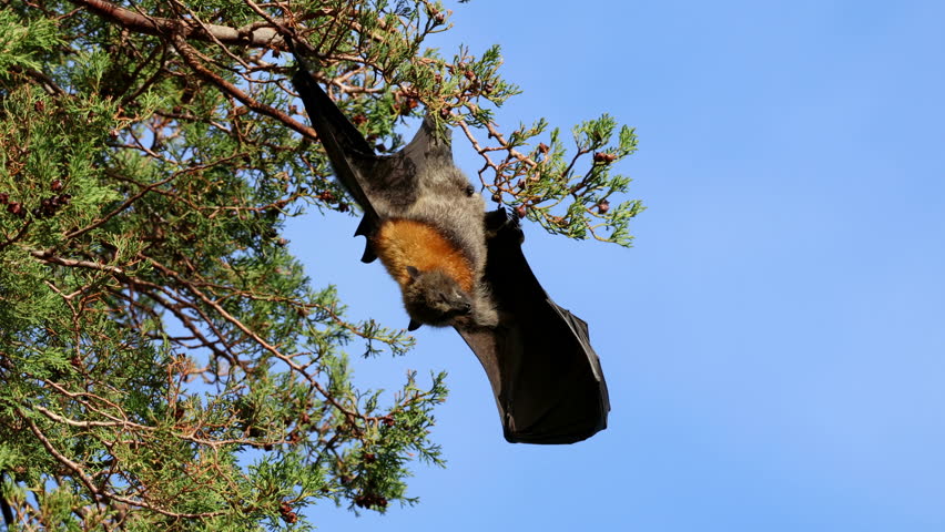 A grey-headed flying fox (Pteropus poliocephalus) hanging in a tree during the day, South Australia