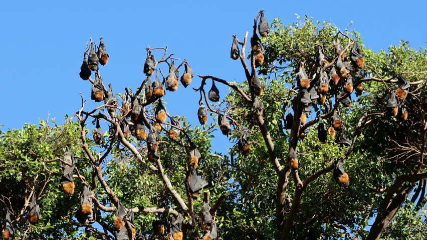 Large colony of grey-headed flying foxes (Pteropus poliocephalus) hanging in a tree during the day, South Australia