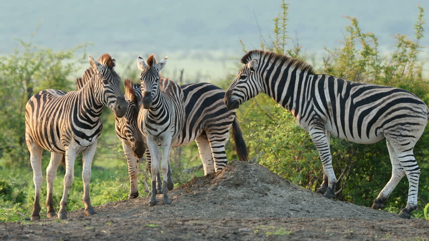 Plains zebras (Equus burchelli) in natural habitat, Madikwe game reserve, South Africa