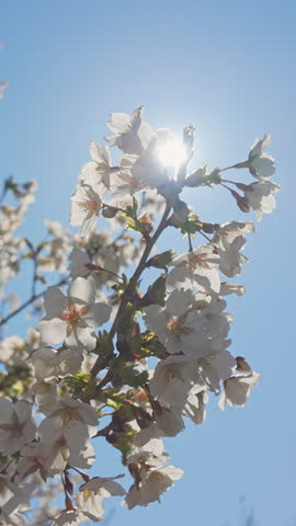 Vertical footage, Camera moves in circle around a branch with white flowers on a blooming Sakura, Yoshino cherry tree, close-up against a blue sky and bright sun, backlit, bottom view, orbit shot 