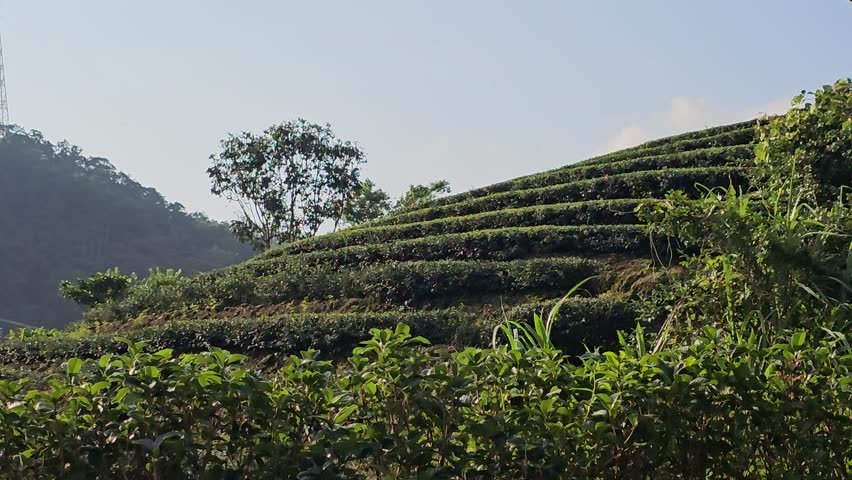 In the hillside tea plantations of Pinglin, Taiwan — rural countryside scenery, idyllic lifestyle, organic farming, balanced living in harmony with nature, the land of tea