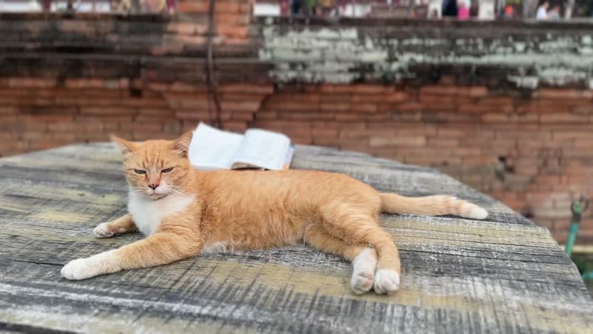Orange cat lying down indoors and looking around with calm and curious expression