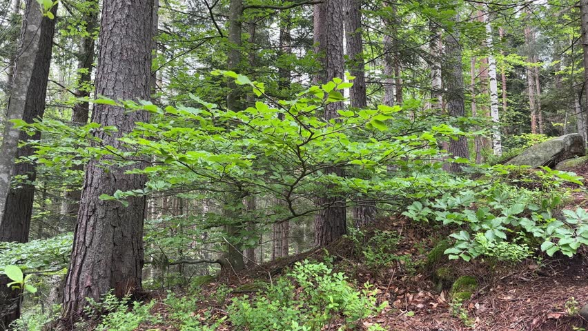 Trunks of pines and deciduous trees growing in forest on a mountain slope in springtime, view while vertical panning with beech branches on a foreground in overcast day 
