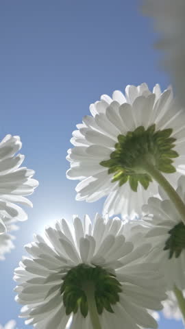 Vertical footage, Low-angle panning shots of white daisy flowers sways in the breeze against a blue sky on a bright sunny day, backlit by the sun