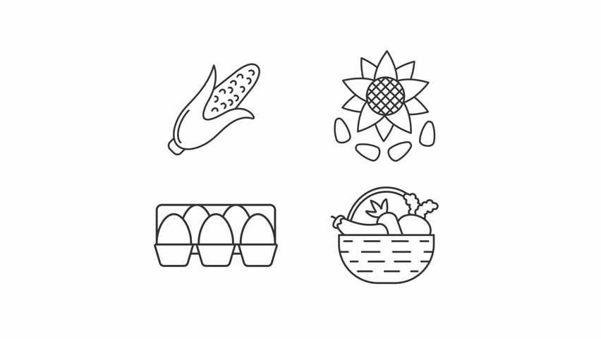 Animated agriculture products line icons. Corn, sunflower, eggs and vegetables animation set. Farmer market assortment. Outline elements on white background. HD video with alpha channel