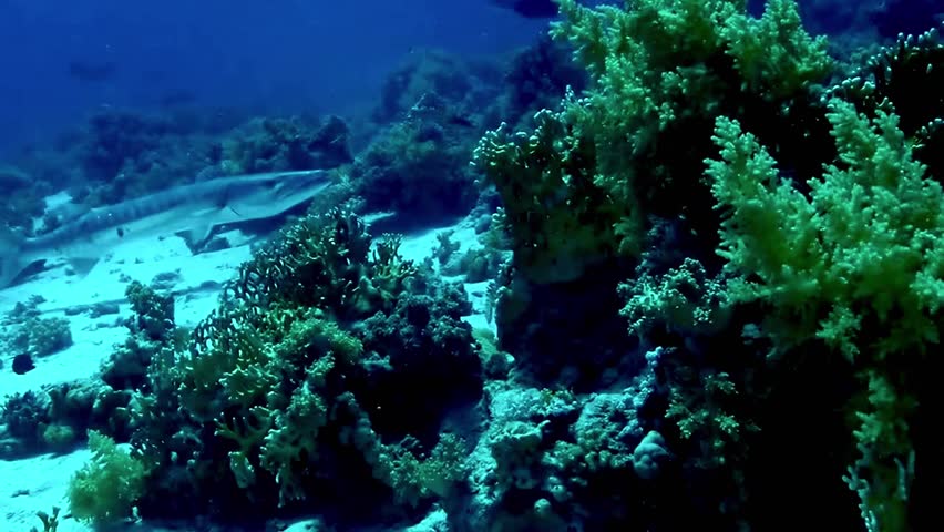 The Great Barracuda (Sphyraena barracuda) in its natural habitat in the Red Sea