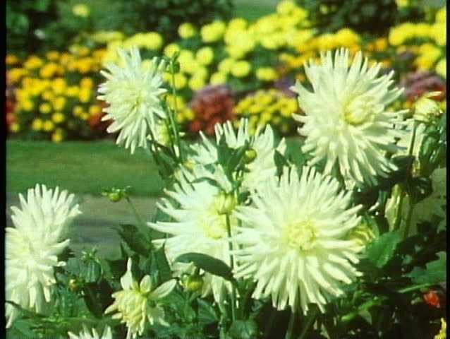 Gardens of Christchurch, New Zealand, close up of mums