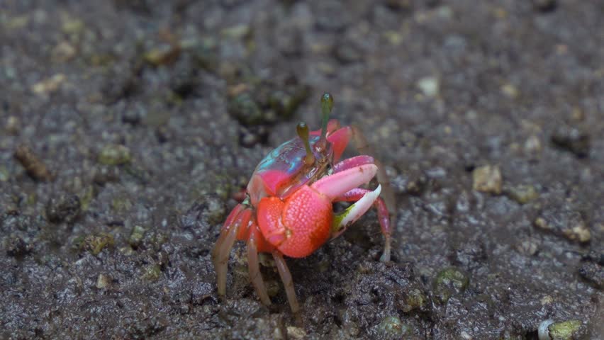 A fiddler crab forages on the muddy ground of a mangrove forest, sifting through sediment for micronutrients, close up shot.