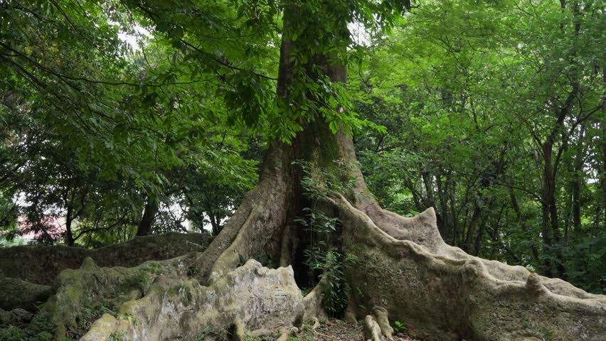Majestic and tropical large tree roots on a forest of Southeast Asia