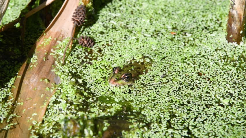 Common water green frog in the pond, natural environment, amphibian inhabitant wetland, Hylarana erythraea