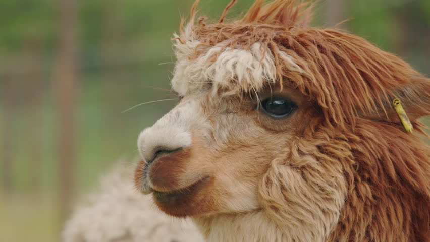 Side profile of a brown alpaca with fluffy fur and a yellow ear tag, standing in a fenced outdoor area. High quality 4k footage