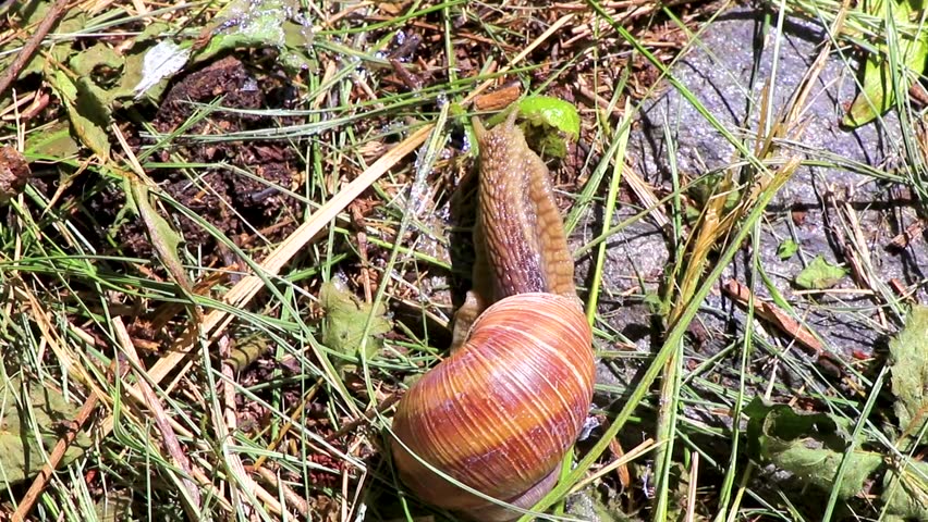 Large brown snail with house crawls on the forest floor in the Alps Fliess Landeck Tyrol Austria.