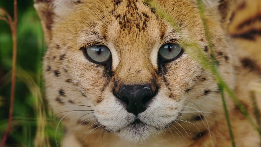 Closeup portrait of a serval with intense green eyes and spotted fur, gazing directly at the camera while resting in tall grass. High quality 4k footage