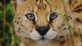 Closeup portrait of a serval with intense green eyes and spotted fur, gazing directly at the camera while resting in tall grass. High quality 4k footage - Powered by Shutterstock - Get 15% off with code: PIKWIZARD15