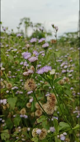 A vibrant close-up of wildflowers with delicate purple blooms and dried seed pods capturing the charm of nature. 