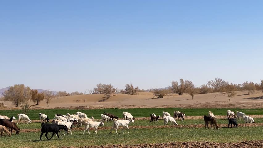 Cattle grazing in Israel Iran desert local people countryside nature landscape of rural Arabian culture Bedouin flock goats herd sheep pasture agriculture farming outdoors drought shepherd tree meadow