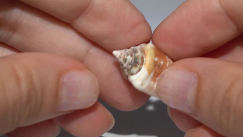 Close-up of hands holding a small, glossy cowrie shell with a visible aperture. The natural patterns and textures of the seashell are highlighted, offering a detailed view of marine life