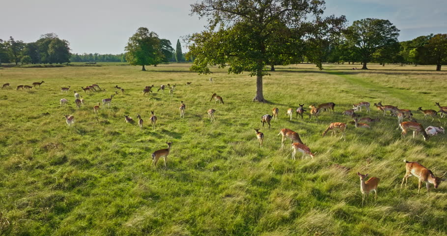 Large herd of deer peacefully grazing in sunset light, green meadow and lush trees, capturing the essence of serene wildlife in a natural habitat. Wild animals discovery. Aerial view drone footage