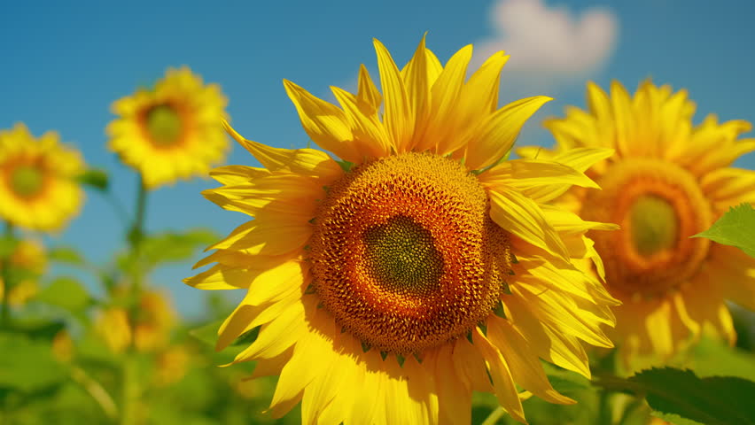 Sunflower in bloom swaying in the warm summer wind against the blue summer sky, close-up on sunflower organic farm produce on a farm