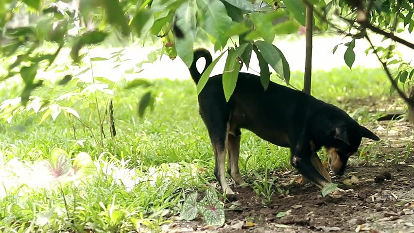 A black dog digging in a garden surrounded by greenery and sunlight, creating a playful summer outdoor scene