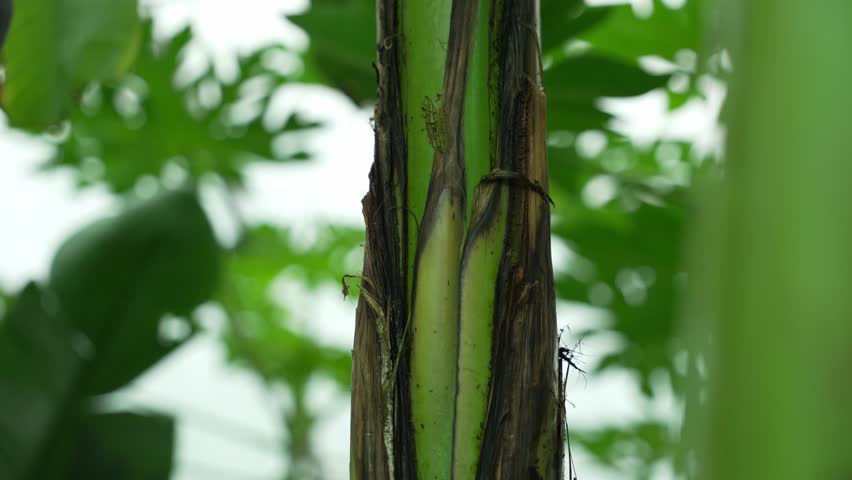 Banana tree trunk. Tropical plant concept.