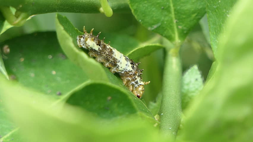 Lime Butterfly caterpillar eating green leaf of lime tree.