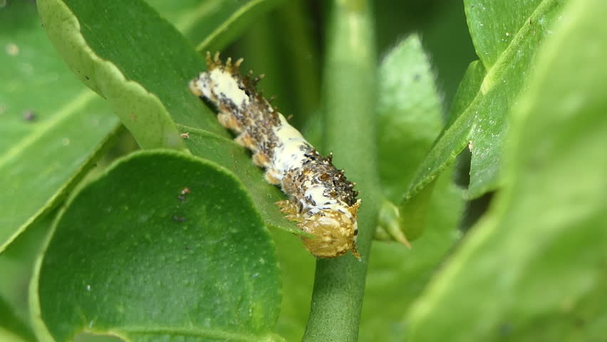 Lime Butterfly caterpillar eating green leaf of lime tree.