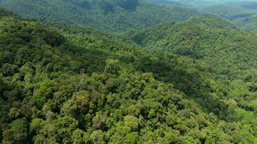 Aerial footage of Tropical rainforest beautiful nature landscape. Lush of evergreen jungle with dense rainforest at Trusmadi Tambunan, Sabah, Malaysia