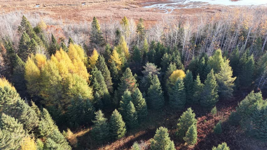 Aerial drone shot of vibrant autumn forest meeting a wide open wetland under overcast skies