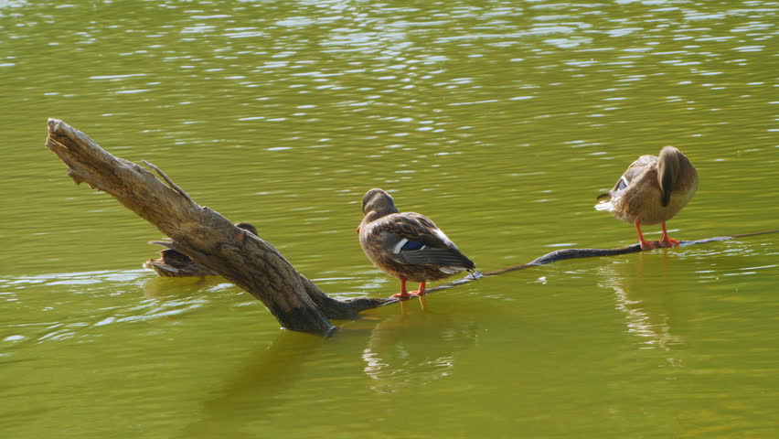 Two female mallard ducks preen and stretch while standing on a submerged log in a calm green pond. High quality 4k footage