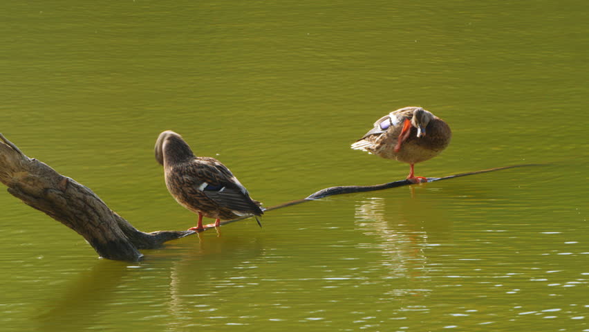 Two female mallard ducks balance on a log in the green water of a quiet pond, grooming their feathers in sunlight. High quality 4k footage