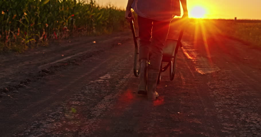 Farmer walking along a country road at sunset, pushing a wheelbarrow filled with fresh produce after a day in the field. High quality 4k footage