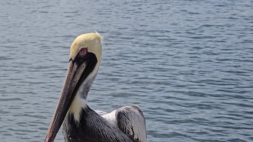 A brown pelican with a pale head perches quietly on a coastal rock beside the ocean. The bird appears alert and watchful in this tranquil marine setting.