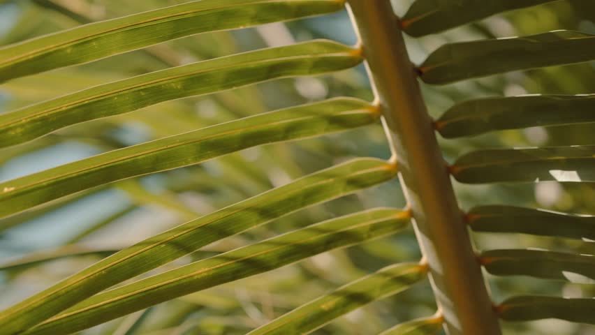 Palm tree leaves close up, tropical tree footage