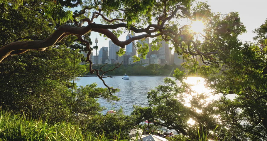 Australia, Sydney: Warm sunlight reflect on water, city skyline modern buildings in background, framed by green lush trees window, creating scenic urban nature view. Drone footage. Travel background