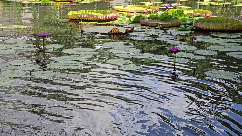 Pond with many lily pads and a few people in the water. The water is calm and the lily pads are floating on top