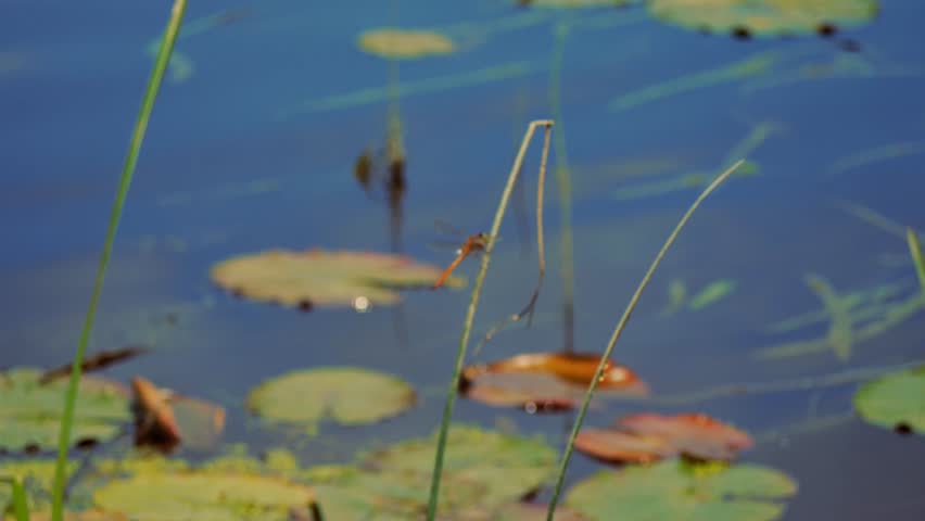 Dragonfly landing on a blade above blue water