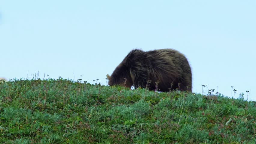 Grizzly bear on a hillside with lush greenery in daylight, captured in a natural style showing wildlife in its natural habitat.