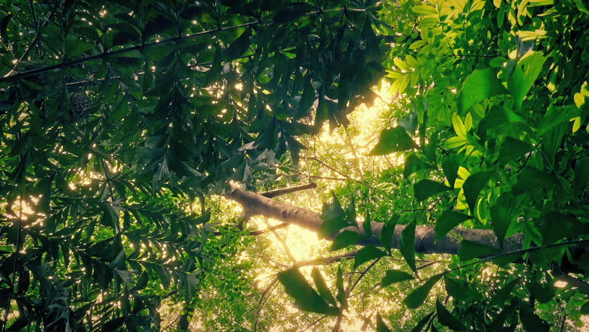 Rainforest Canopy In Sun Glow Gliding POV
